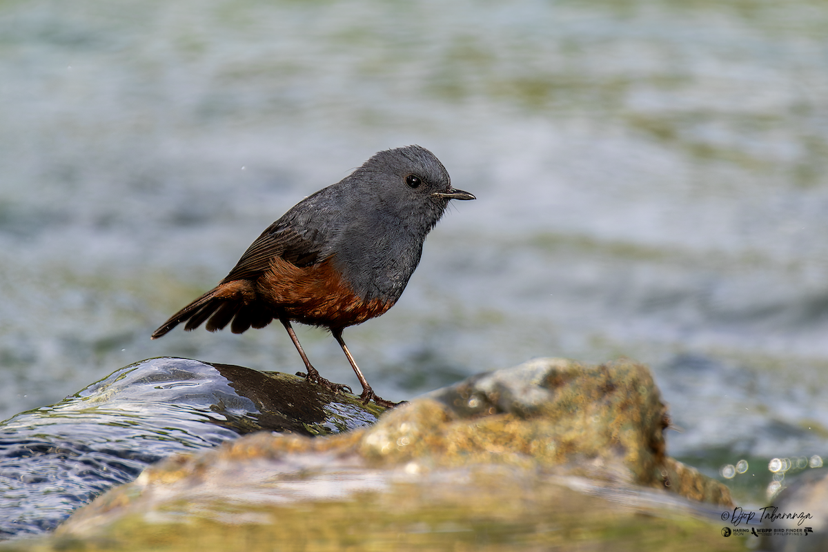 Luzon Redstart - ML621998405
