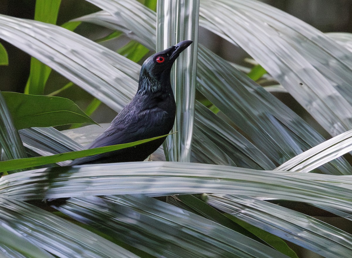 Asian Glossy Starling - Jason Vassallo