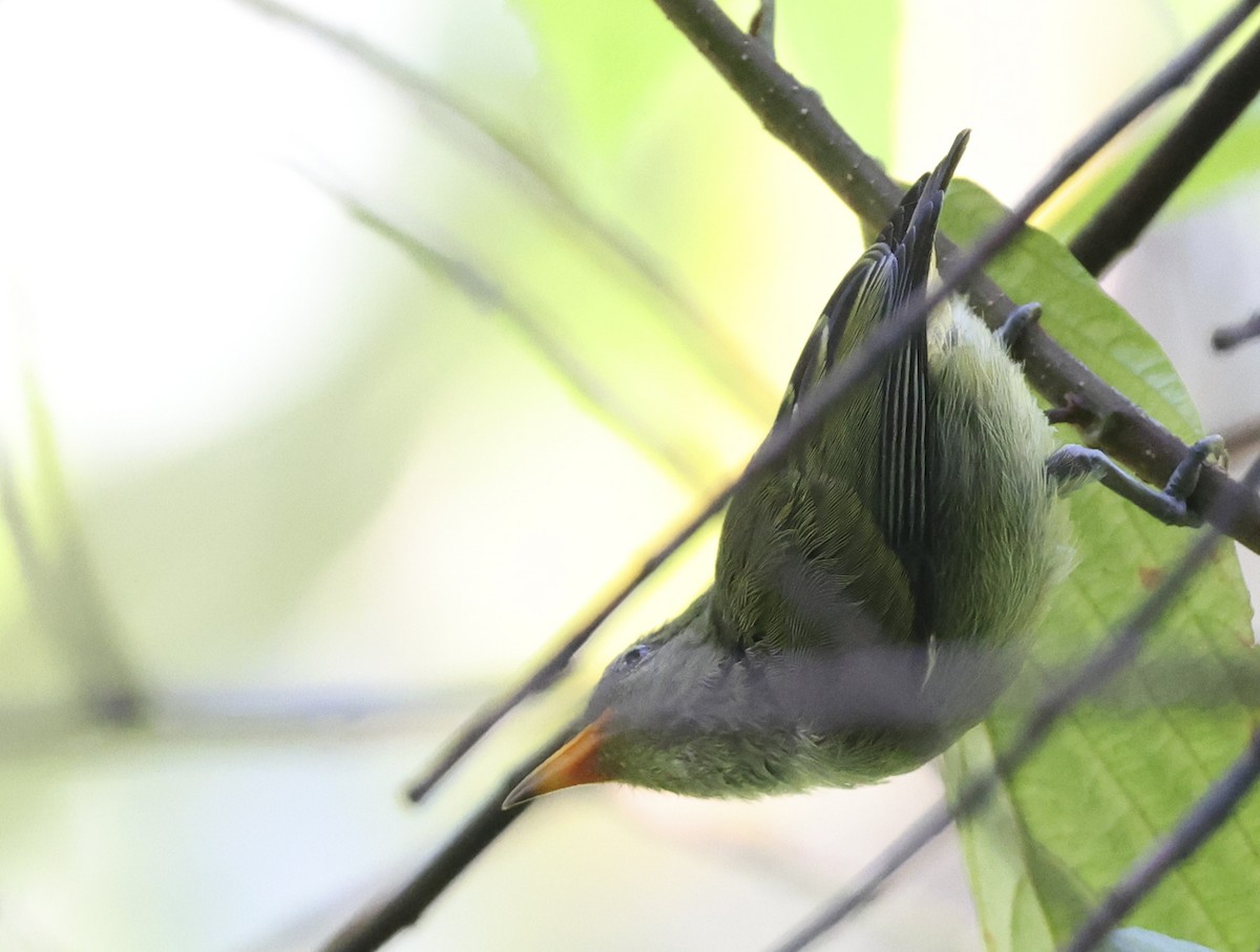 flowerpecker sp. - ML621998456