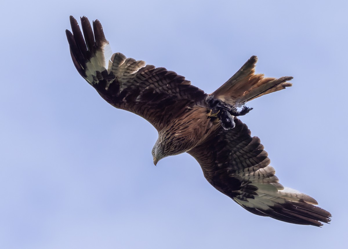 Red Kite - ML621998534