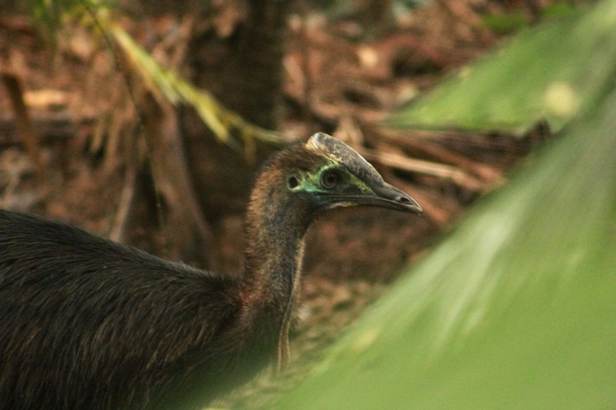 Southern Cassowary - ML621998655