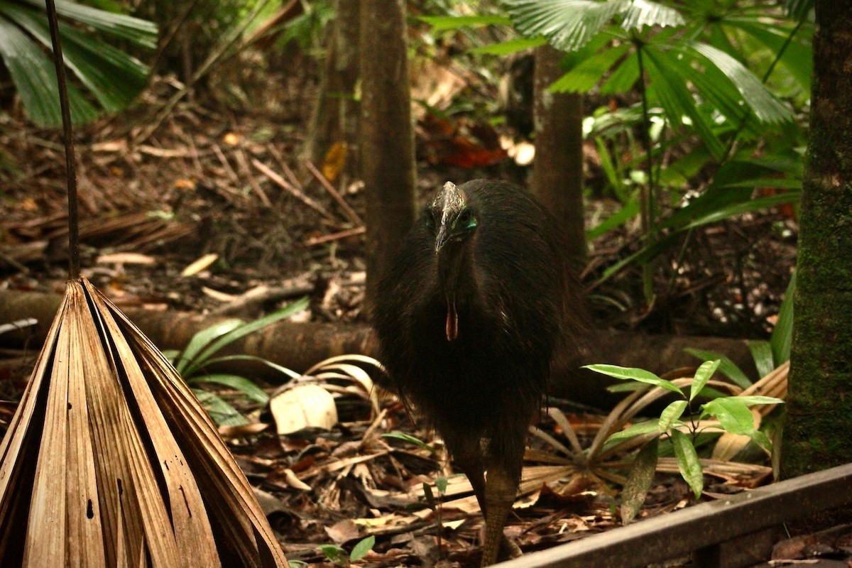 Southern Cassowary - ML621998656