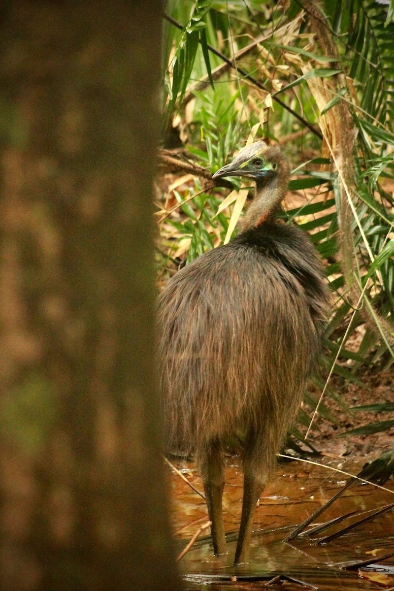 Southern Cassowary - ML621998657