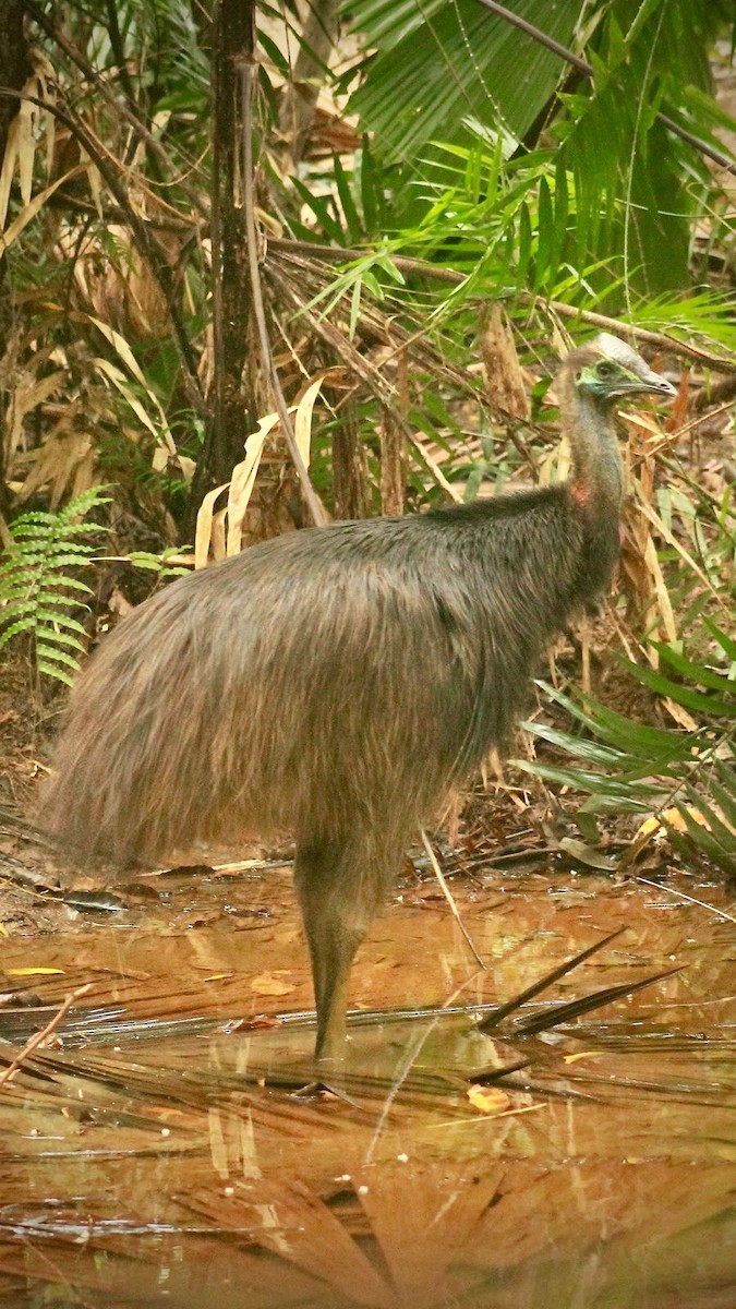 Southern Cassowary - ML621998658