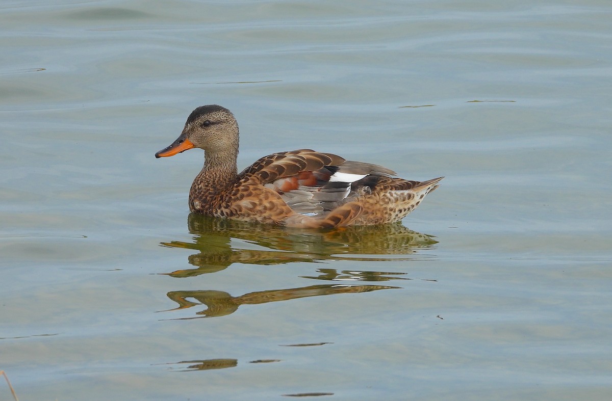 Gadwall - ML621998790