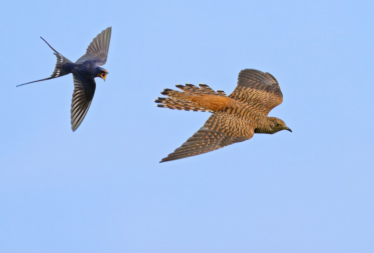 Common Cuckoo - ML621998798