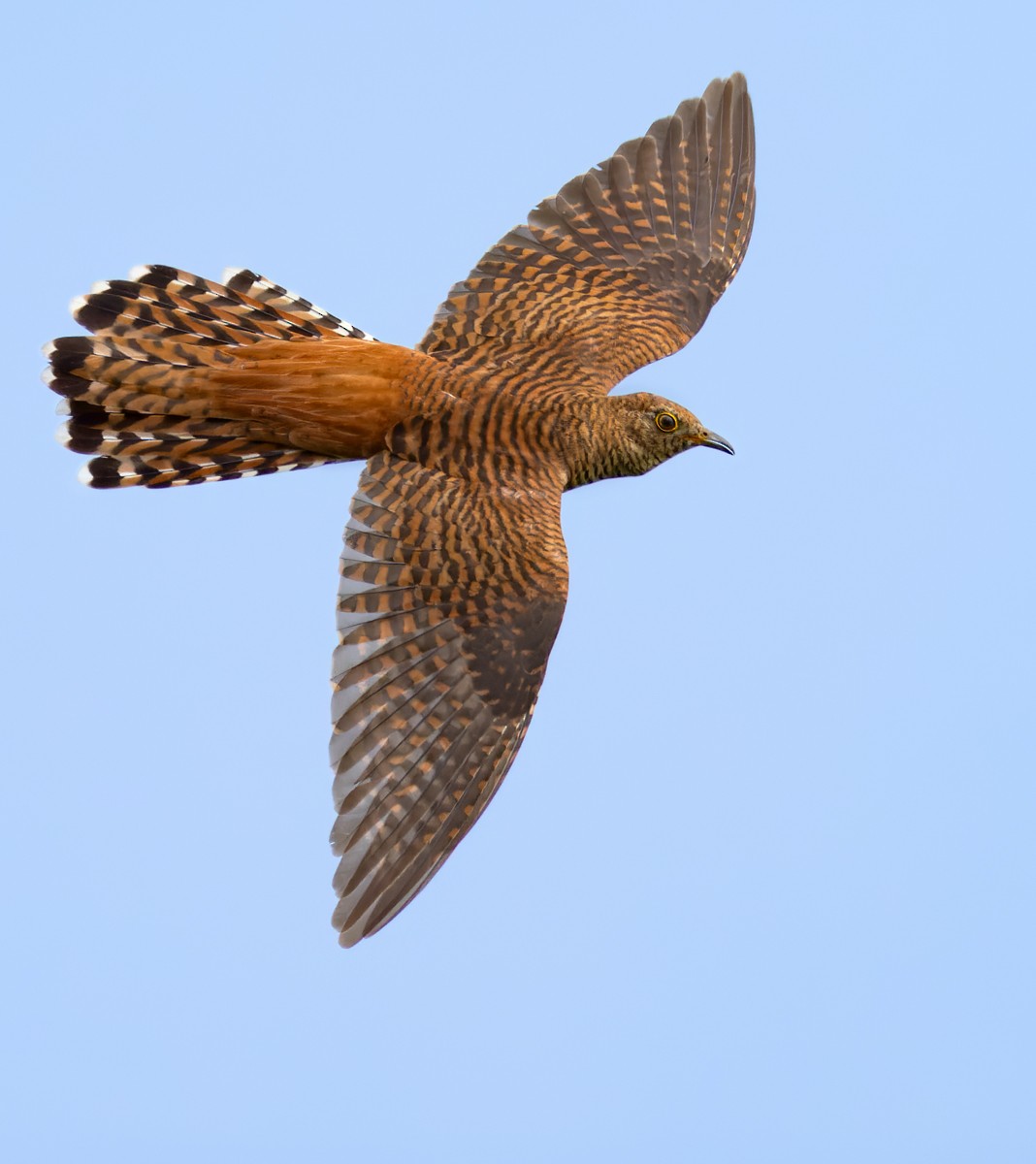 Common Cuckoo - ML621998799