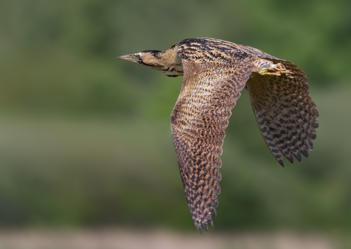 Great Bittern - ML621998807