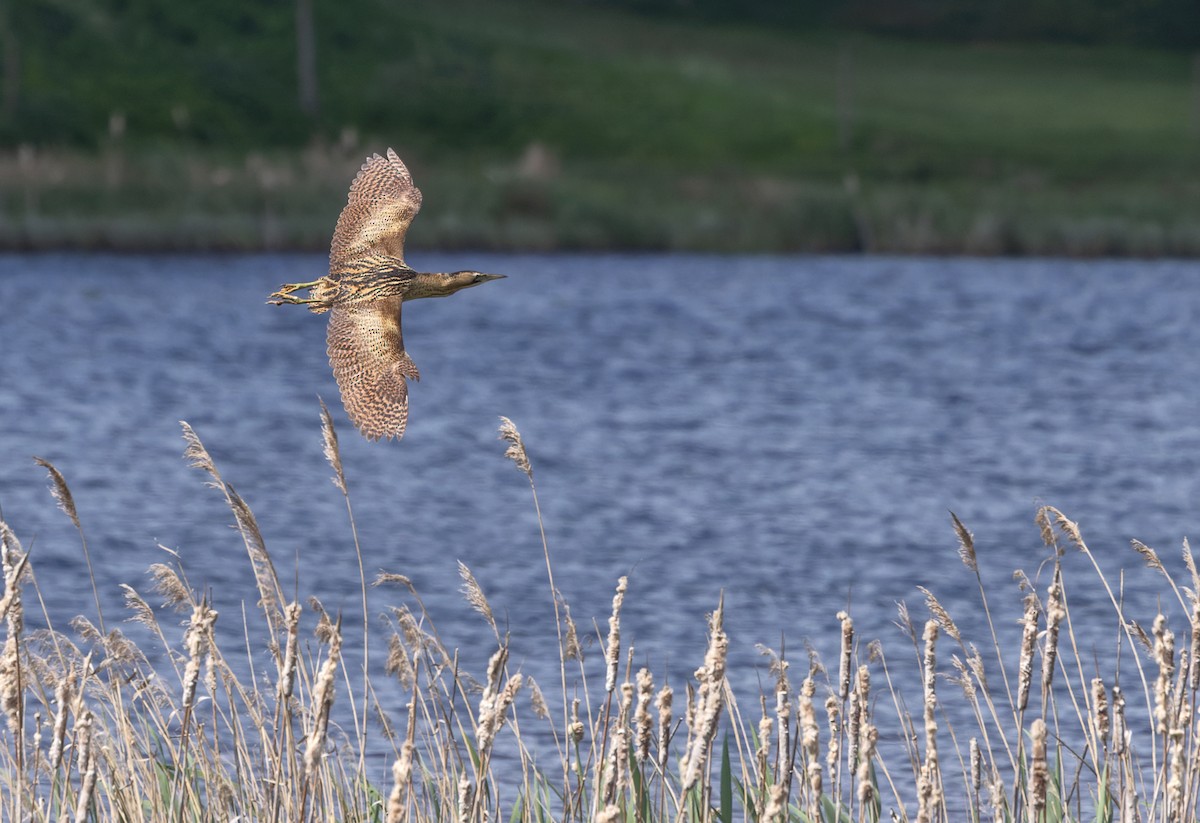 Great Bittern - ML621998808