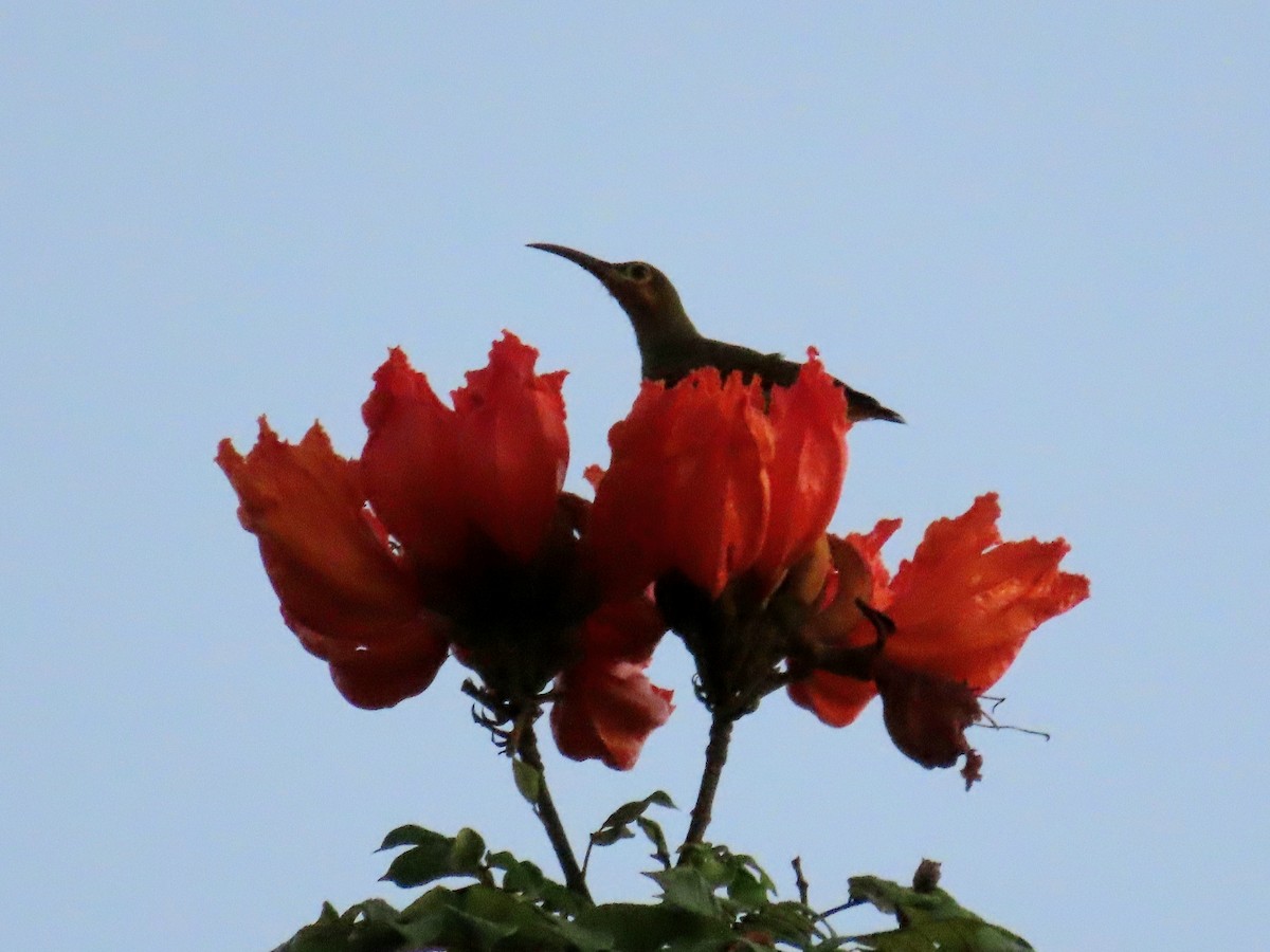 Spectacled Spiderhunter - ML621998817