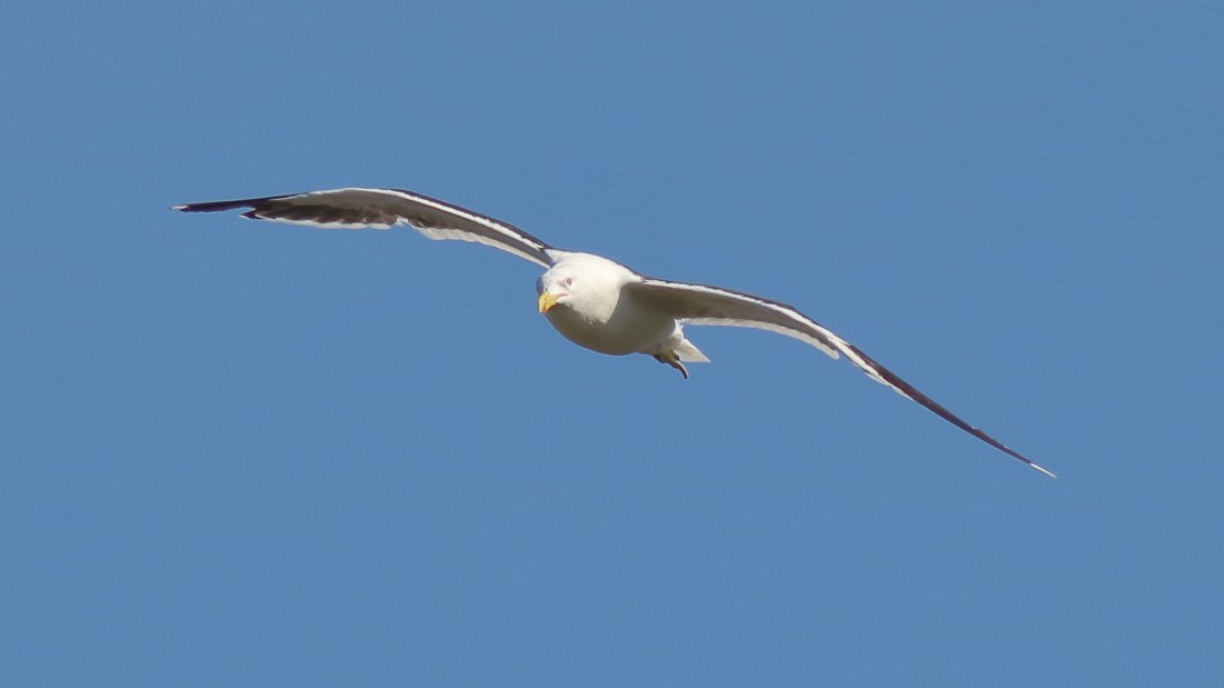 Kelp Gull (dominicanus) - ML621998842