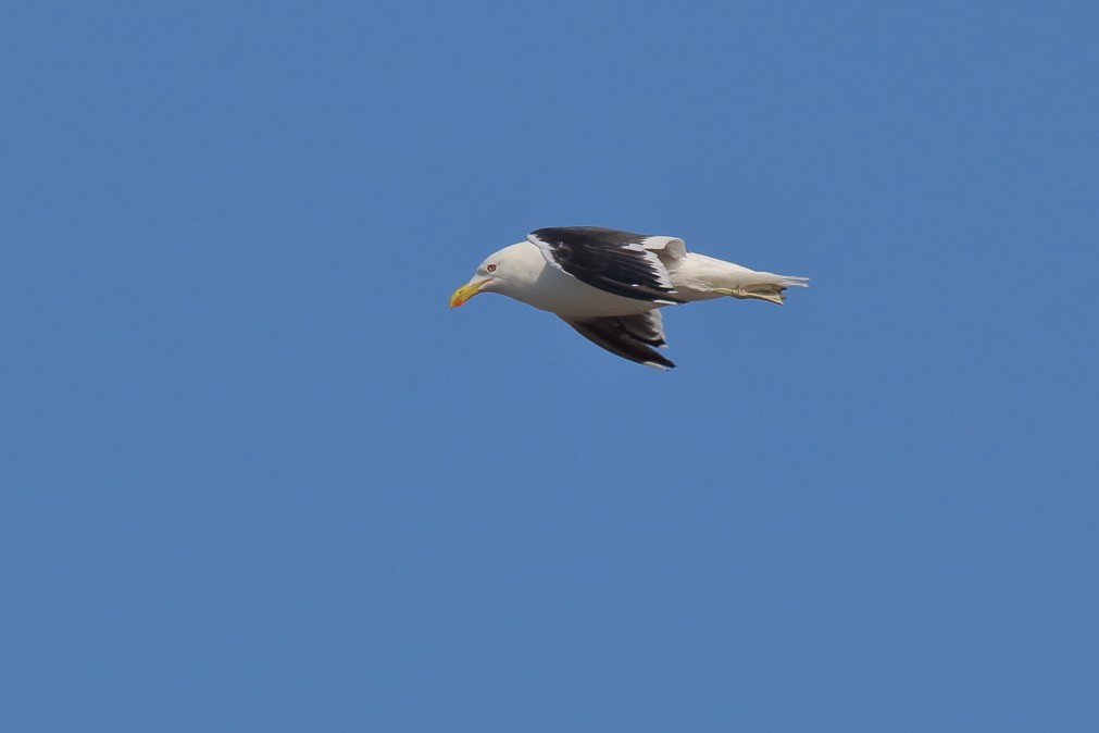 Kelp Gull (dominicanus) - ML621998843