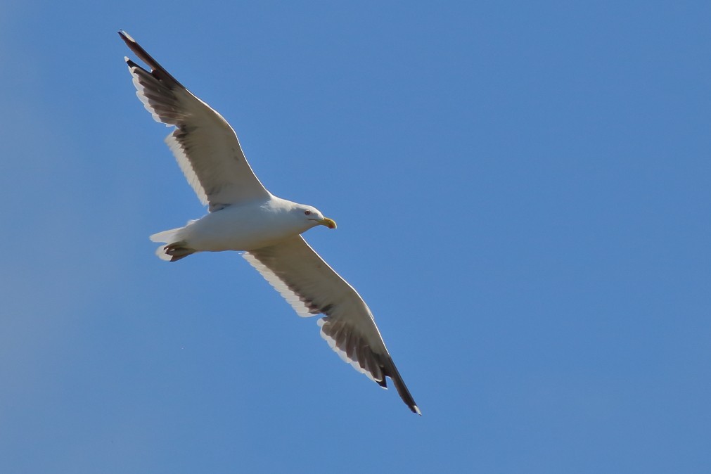 Kelp Gull (dominicanus) - ML621998844