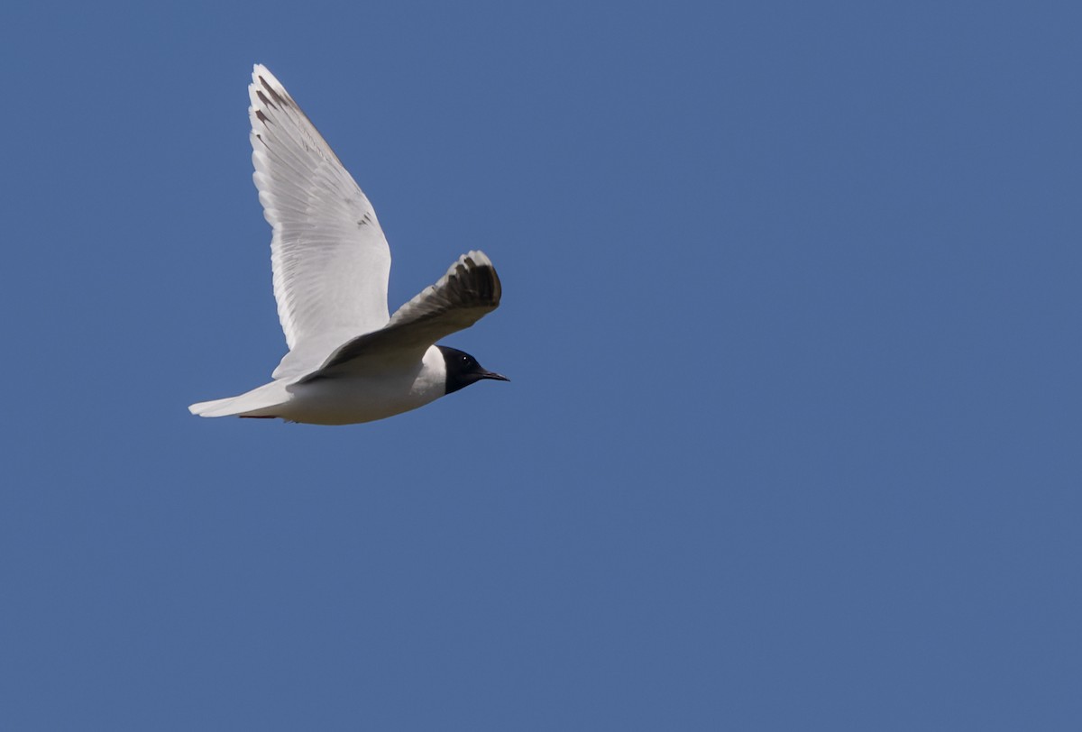 Little Gull - ML621998868