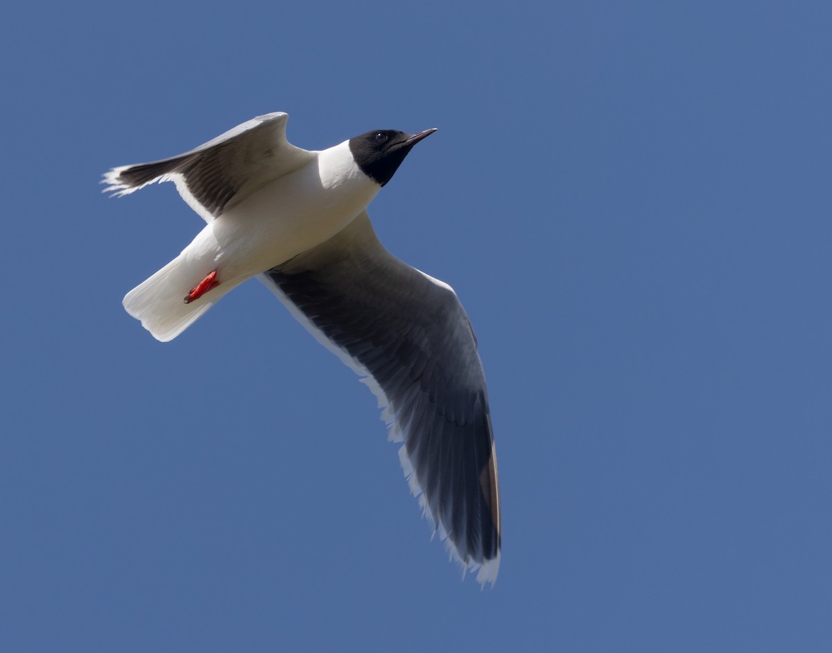 Little Gull - ML621998869