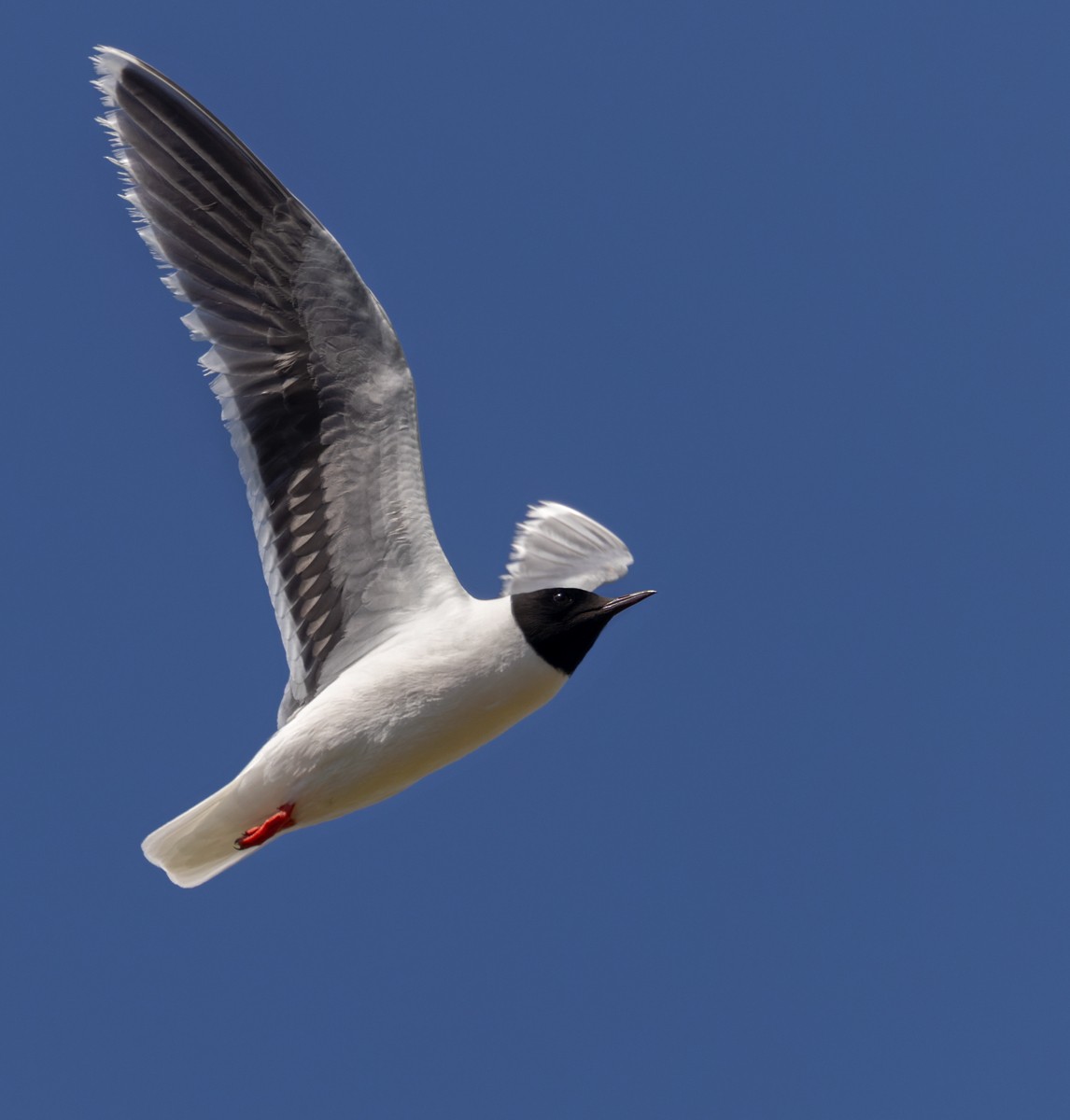 Little Gull - ML621998870