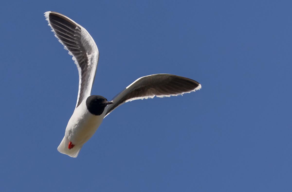 Little Gull - ML621998871