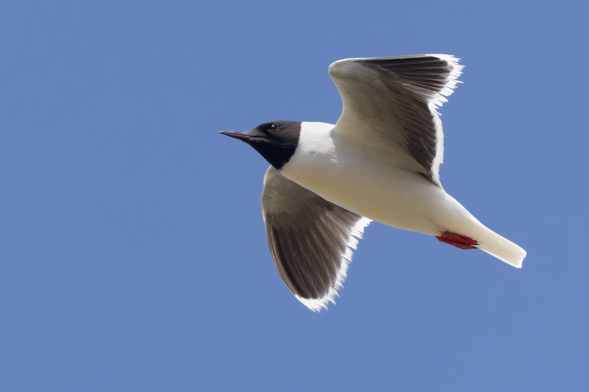 Little Gull - ML621998872