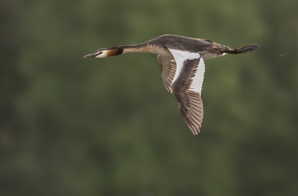 Great Crested Grebe - ML621998888