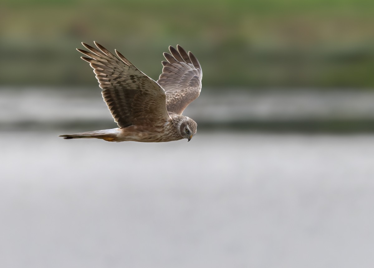 Hen Harrier - ML621998895