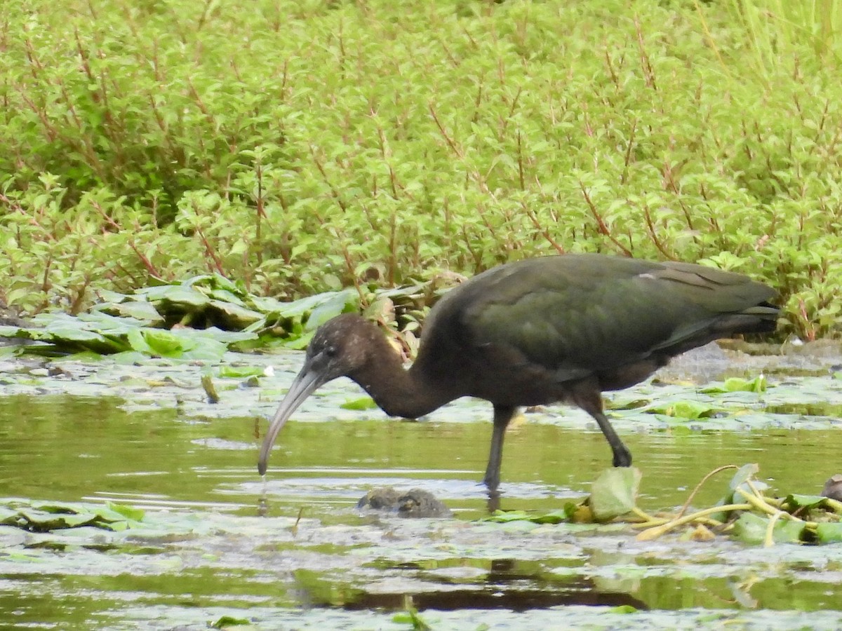 Glossy Ibis - ML621998904