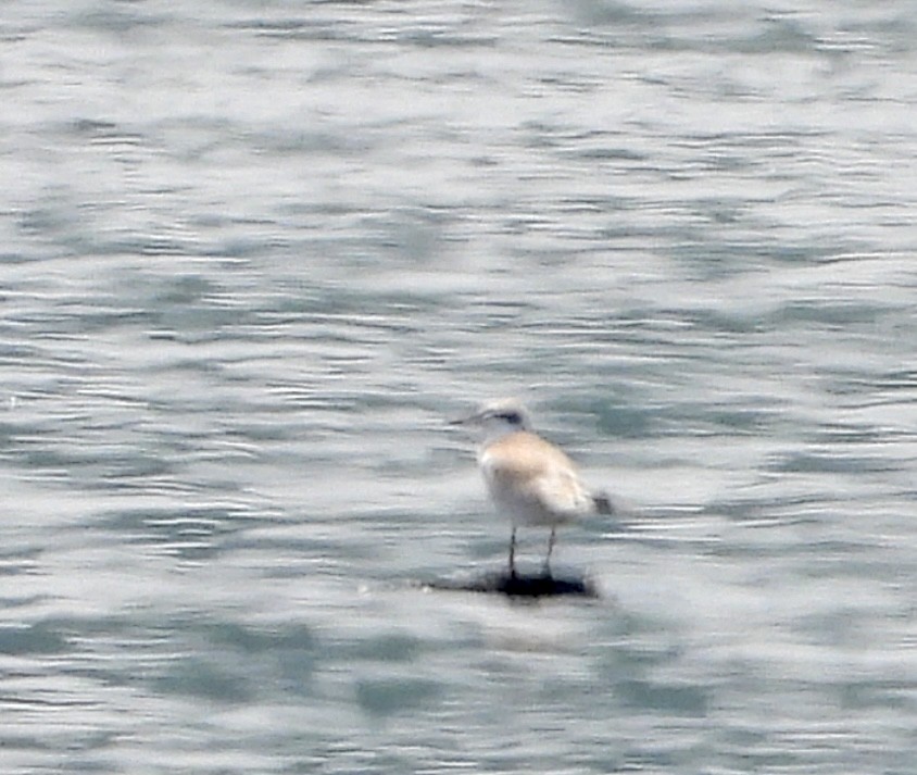 Forster's Tern - ML621998914