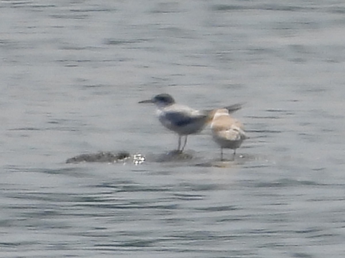 Common Tern - ML621998920