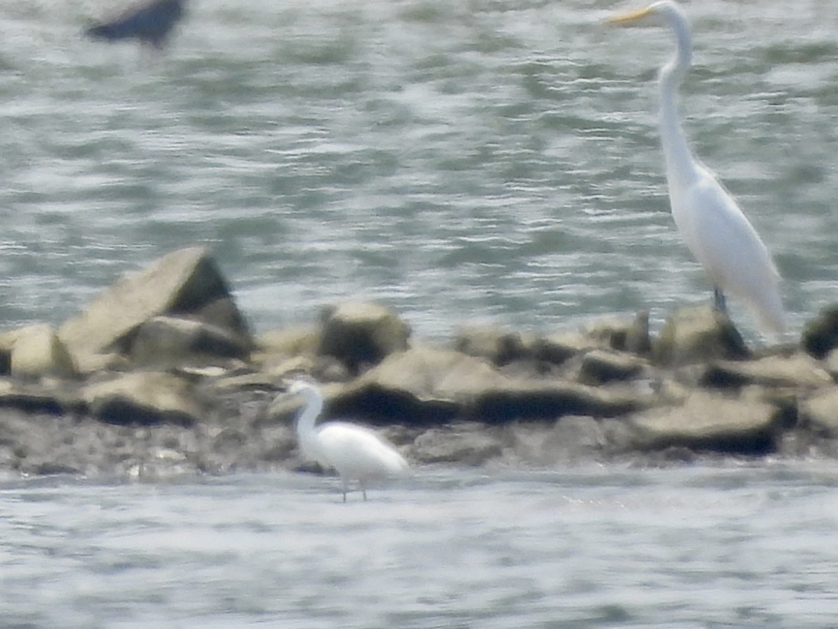 Snowy Egret - ML621998922