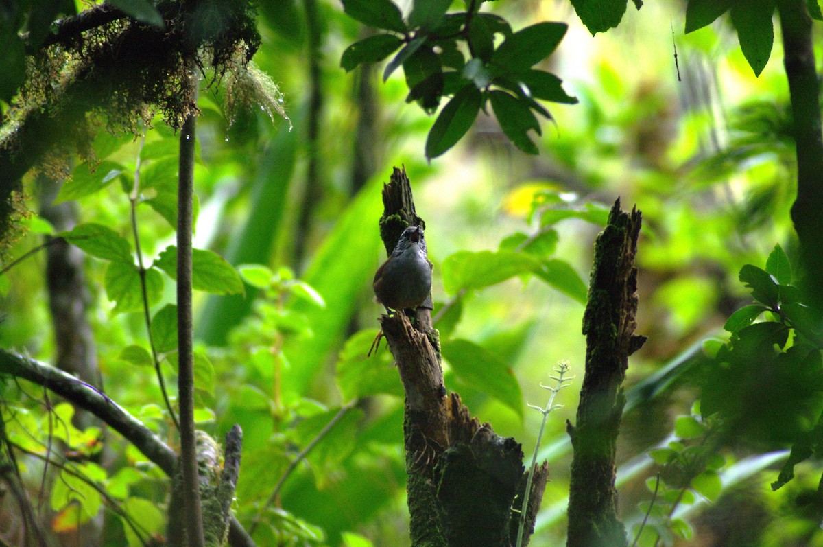 Hermit Wood-Wren - ML621998934