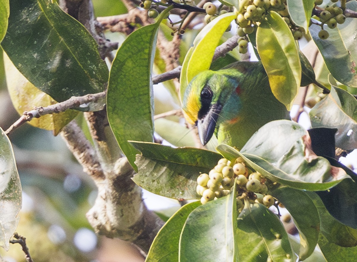 Yellow-crowned Barbet - ML621999228