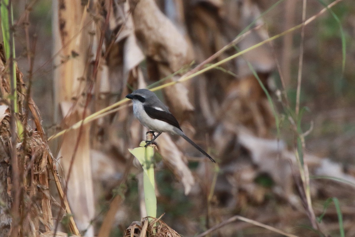 Mackinnon's Shrike - ML621999235