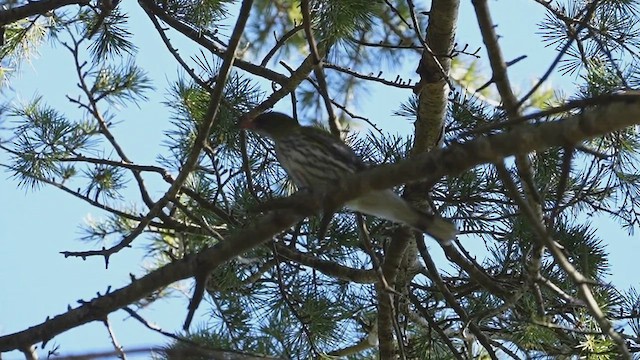 Olive-backed Oriole - ML621999240