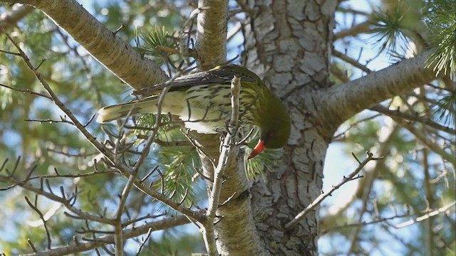 Olive-backed Oriole - ML621999241