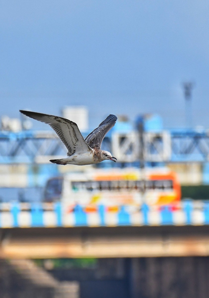 Pallas's Gull - ML621999278