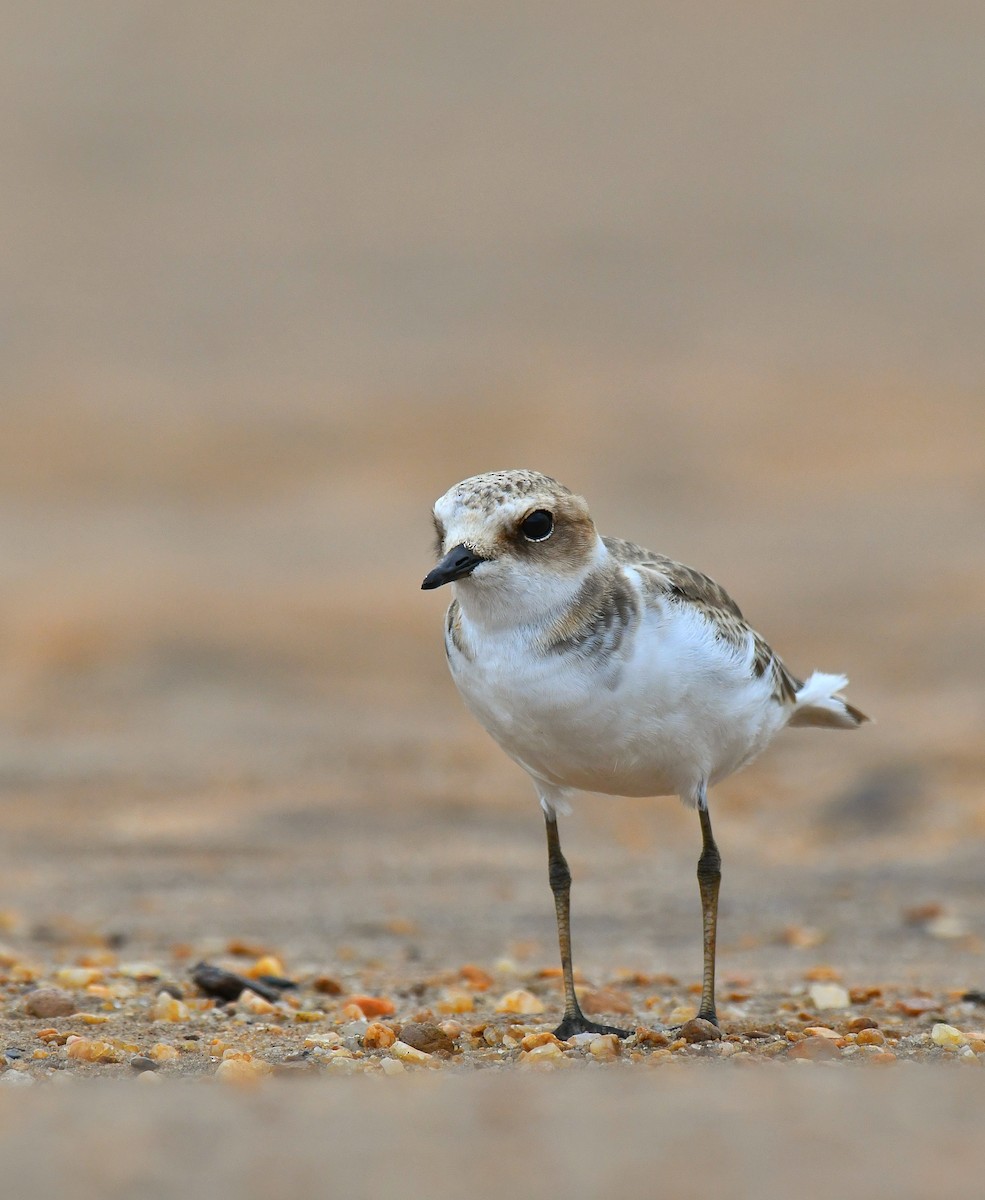 Kentish Plover - ML621999289