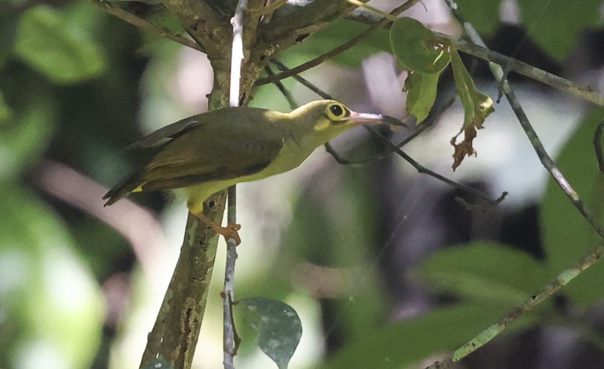 Spectacled Spiderhunter - ML621999313