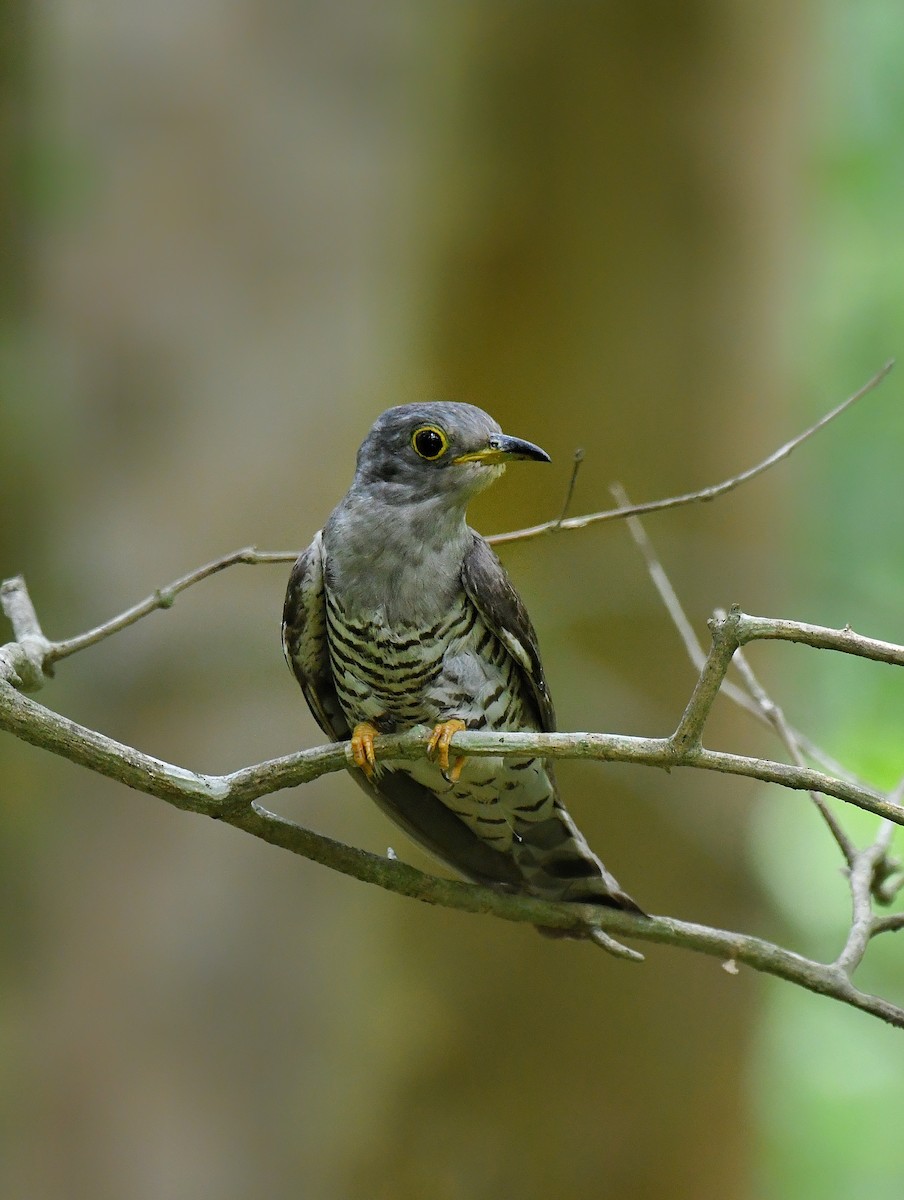 Indian Cuckoo - ML621999318