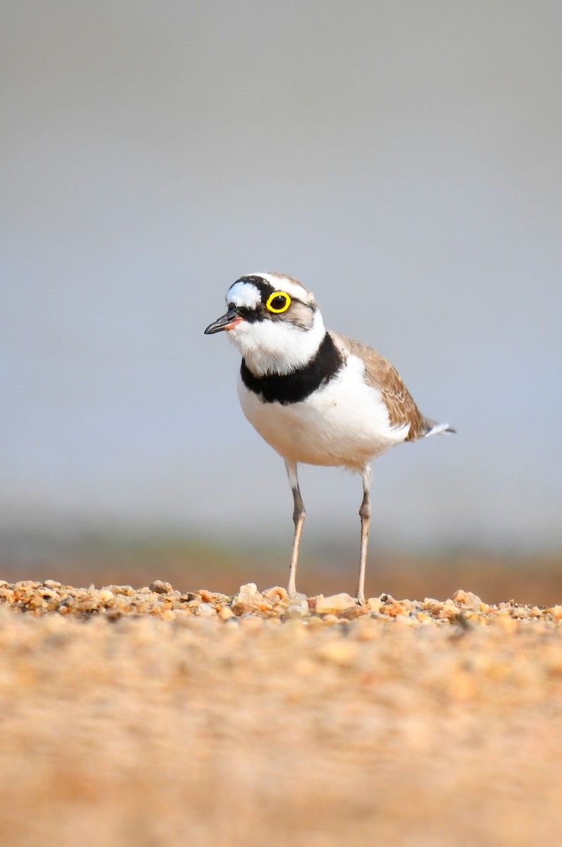 Little Ringed Plover - ML621999328