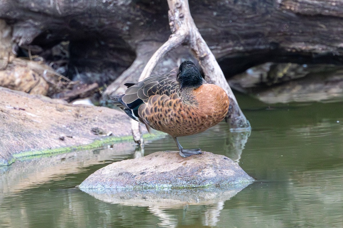 Chestnut Teal - David Spencer