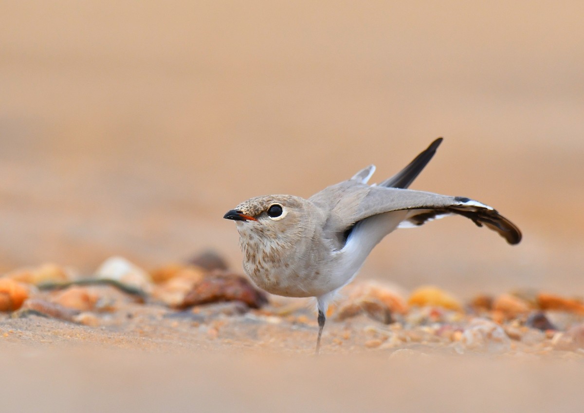 Small Pratincole - ML621999391