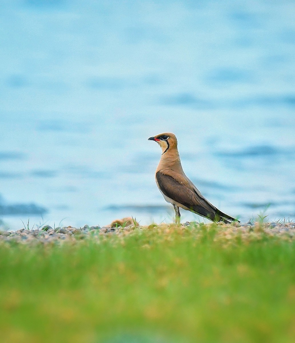 Oriental Pratincole - ML621999399