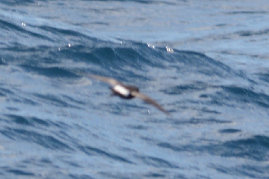 Wilson's Storm-Petrel - ML621999431