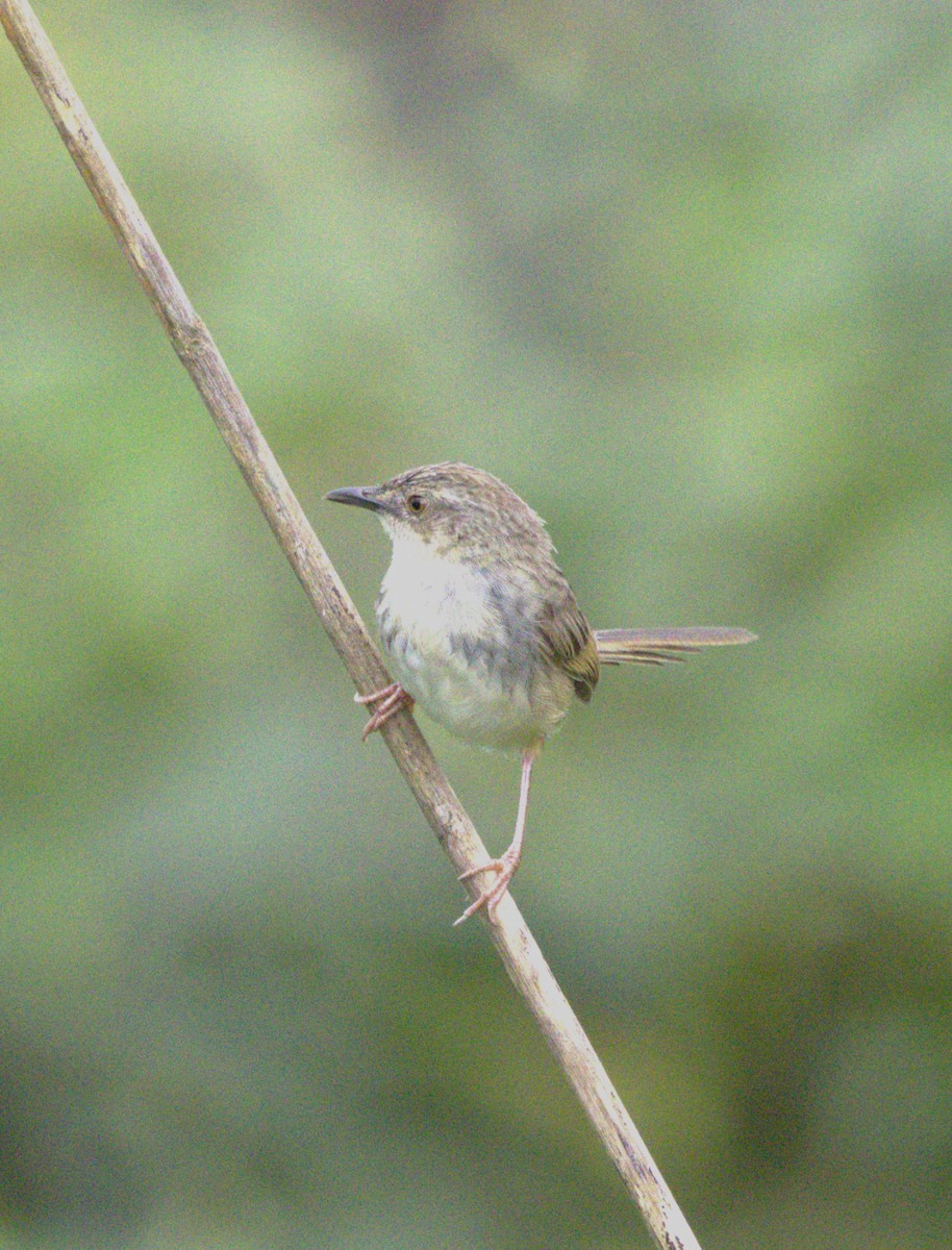 Himalayan Prinia - ML621999468