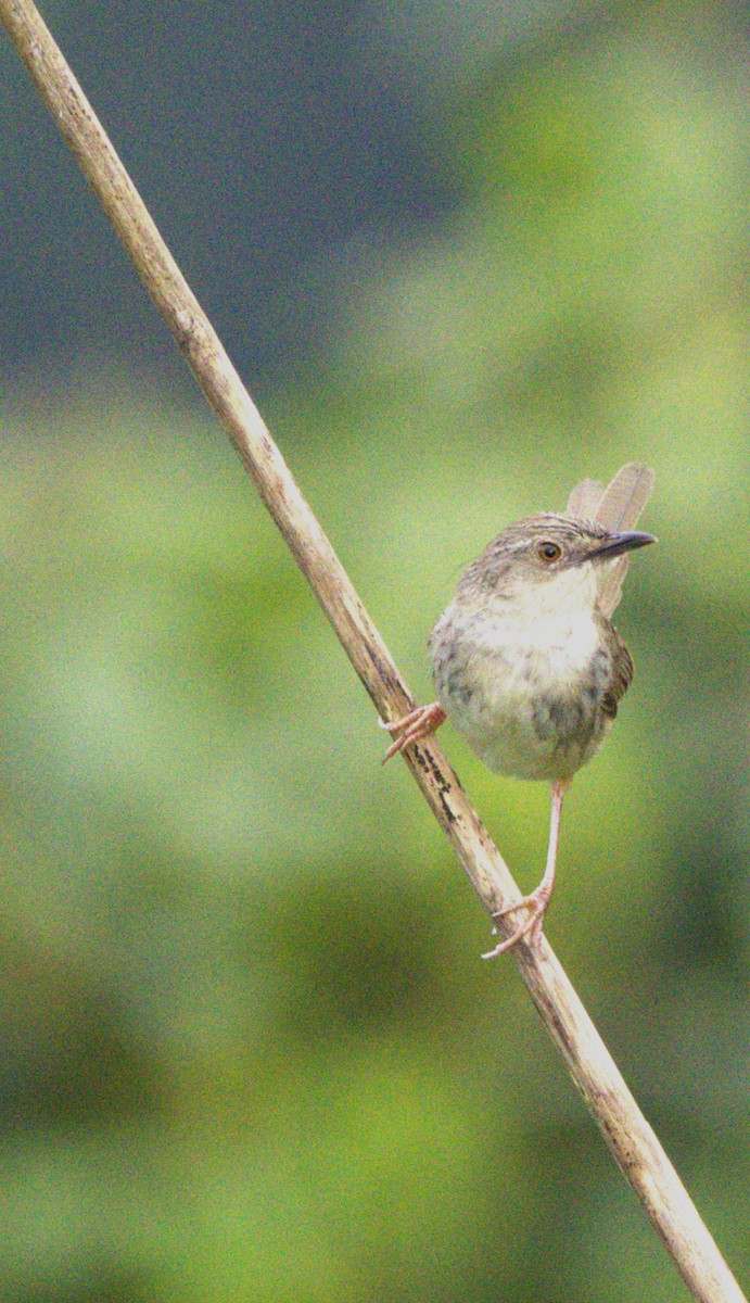 Himalayan Prinia - BRIAN LOBO