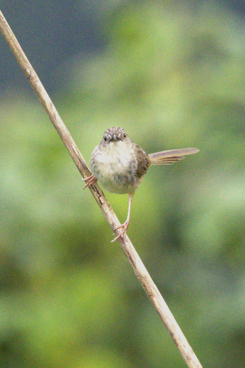 Himalayan Prinia - ML621999470