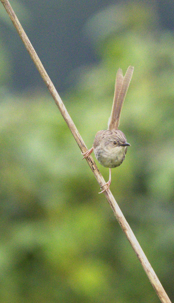 Himalayan Prinia - ML621999472