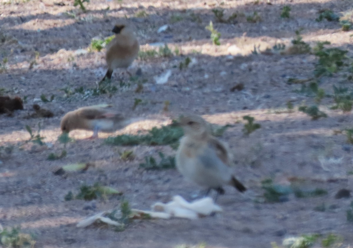 Desert Finch - ML621999504