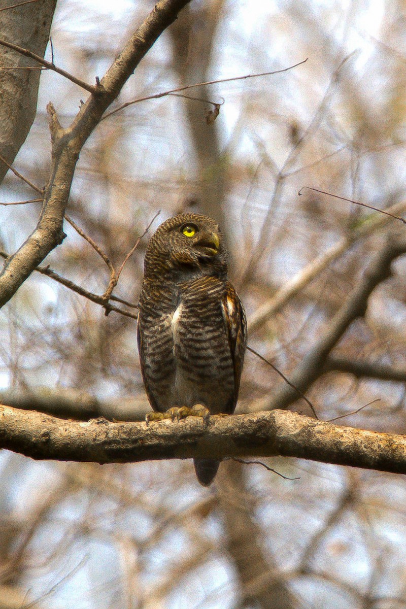 Jungle Owlet - ML621999517