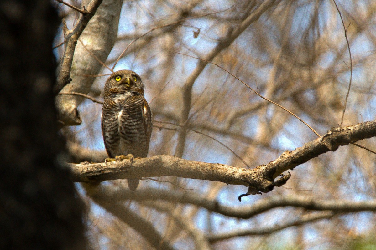 Jungle Owlet - ML621999518