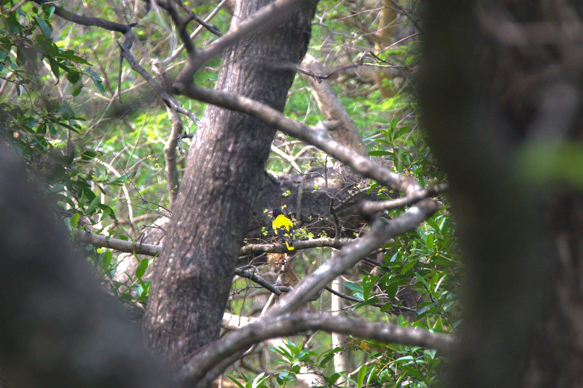 Black-hooded Oriole - ML621999535